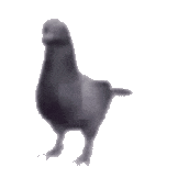 spinning pidgeon gif